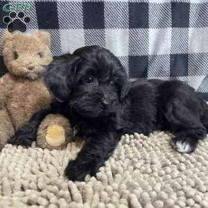 Ruby, Coton de Tulear Mix Puppy