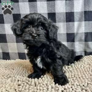 Ruby, Coton de Tulear Mix Puppy