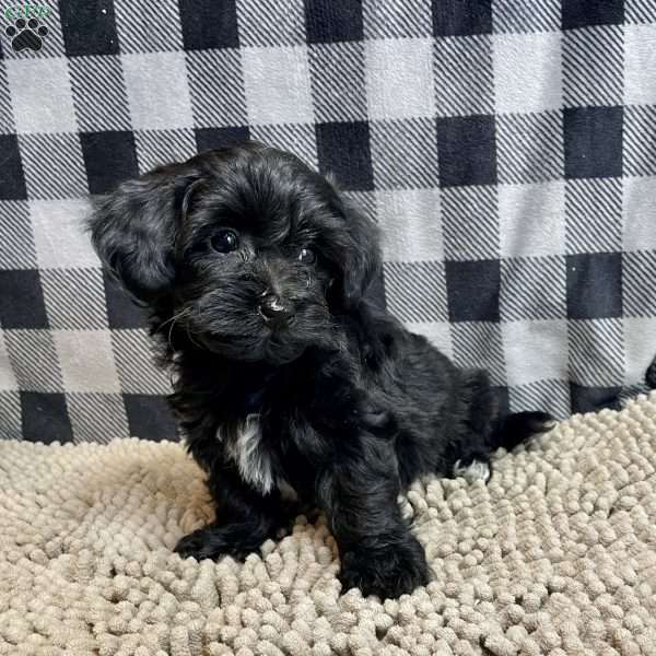 Ruby, Coton de Tulear Mix Puppy