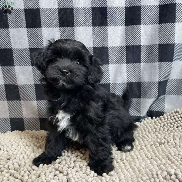 Rosie, Coton de Tulear Mix Puppy