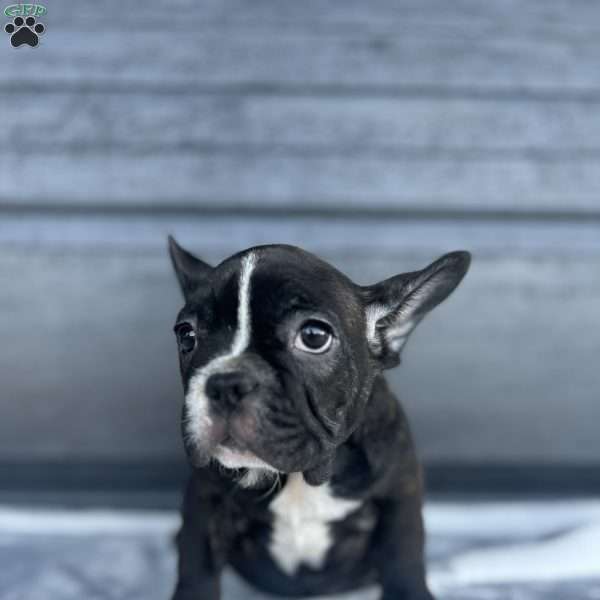 Rocky, French Bulldog Puppy