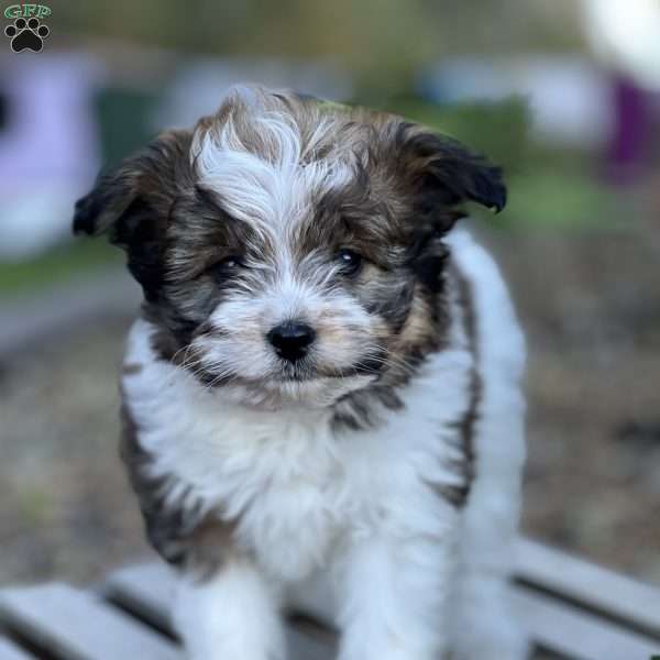 Maple, Pomapoo Puppy