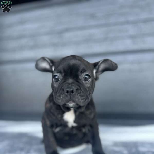 Rusty, French Bulldog Puppy