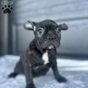 Rusty, French Bulldog Puppy