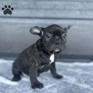 Rusty, French Bulldog Puppy