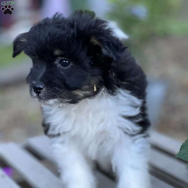 Miko, Pomapoo Puppy