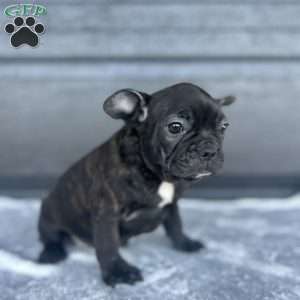 Rusty, French Bulldog Puppy