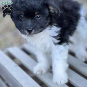 Miko, Pomapoo Puppy