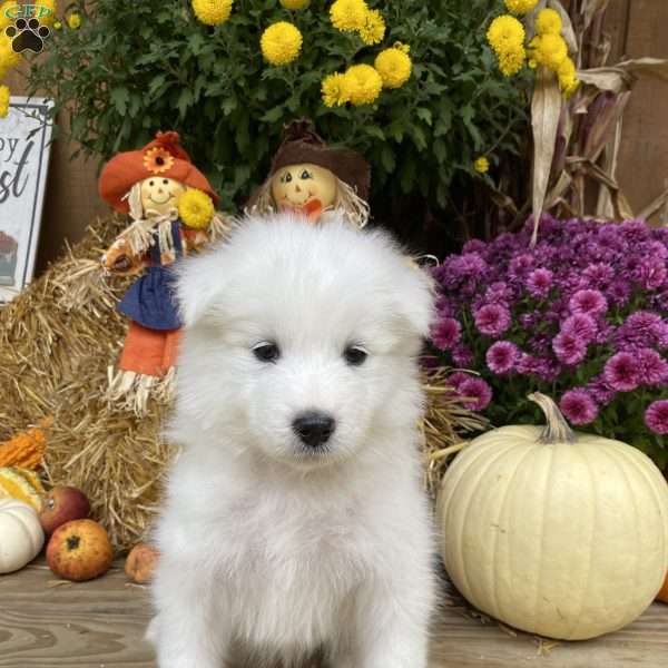 River, Samoyed Puppy