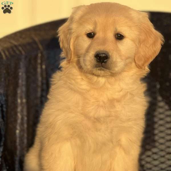 Sasha, Golden Retriever Puppy