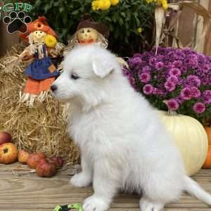 River, Samoyed Puppy