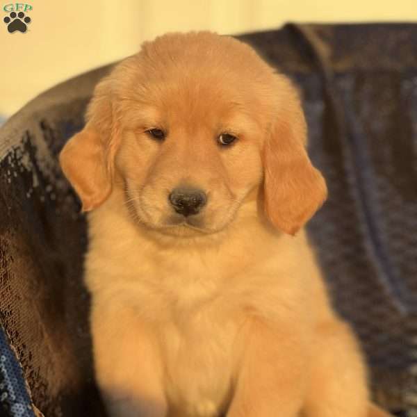 Sally, Golden Retriever Puppy
