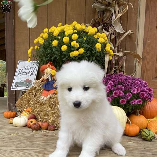 Willow, Samoyed Puppy
