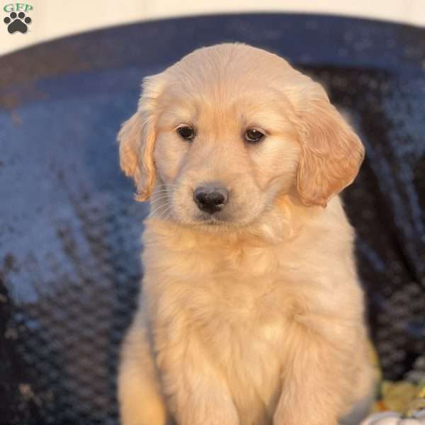 Sonya, Golden Retriever Puppy