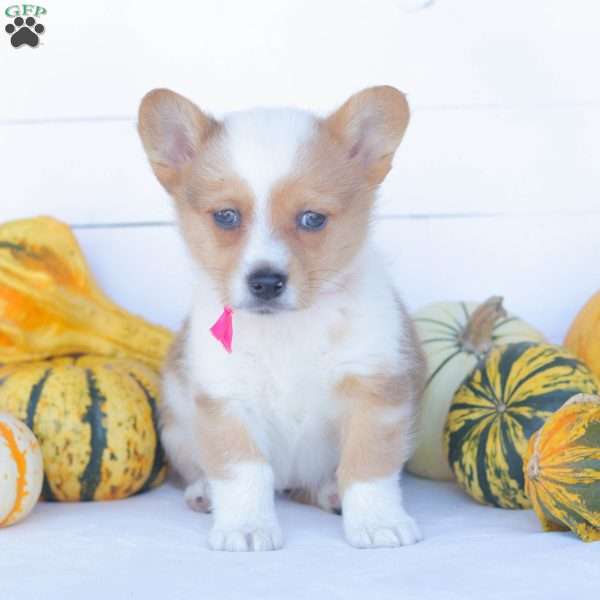 Chloe, Pembroke Welsh Corgi Puppy