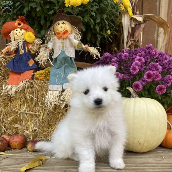 Ridge, Samoyed Puppy