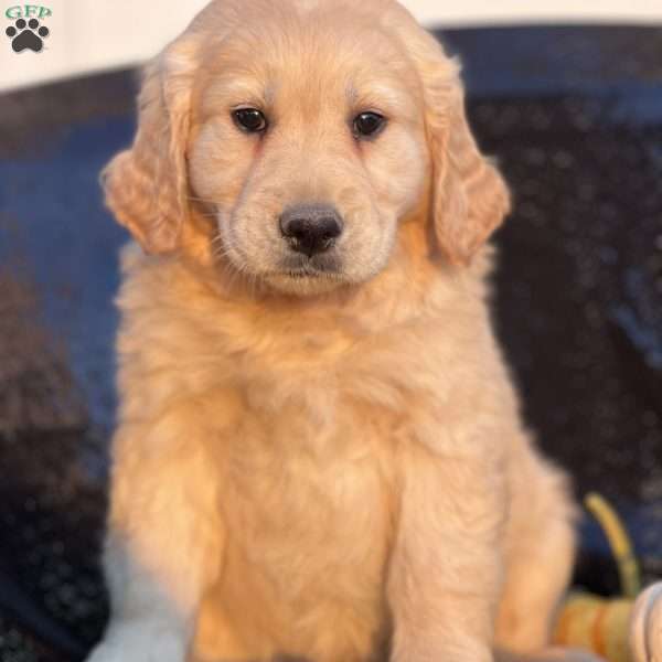 Solomon, Golden Retriever Puppy