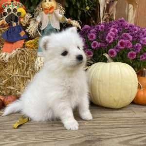 Ridge, Samoyed Puppy