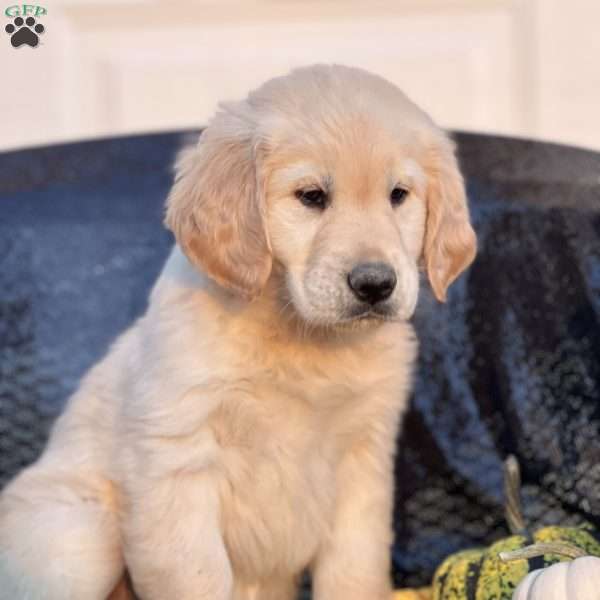 Sam, Golden Retriever Puppy