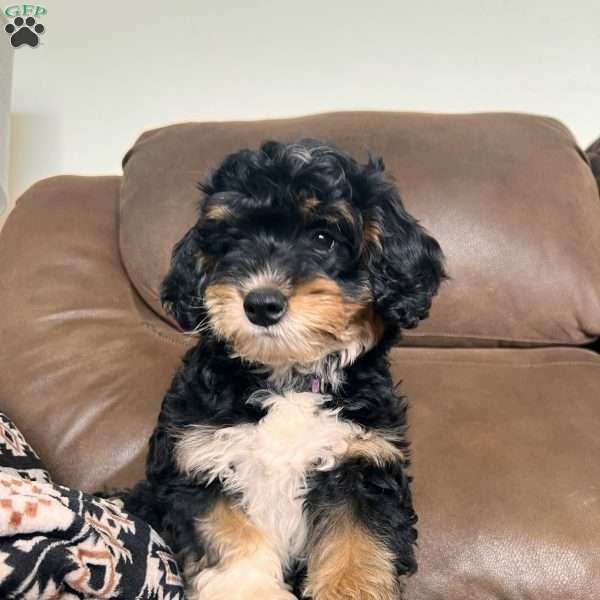 Roxy, Mini Bernedoodle Puppy
