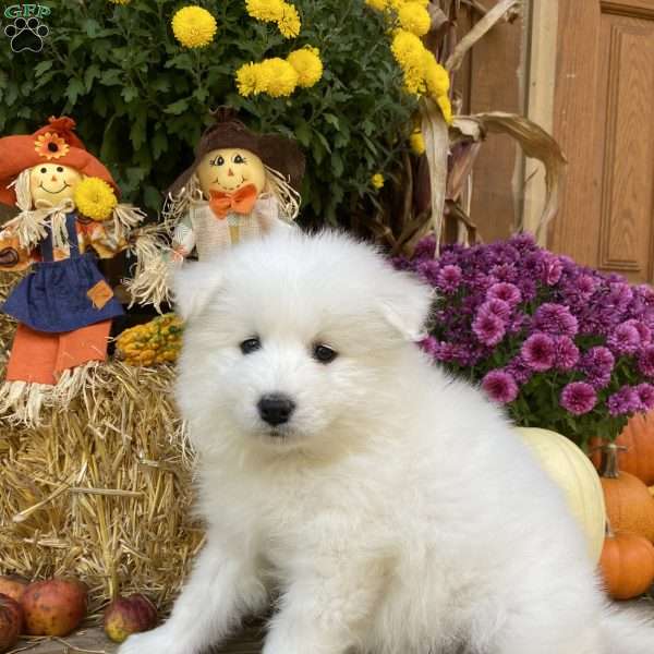 Blossom, Samoyed Puppy