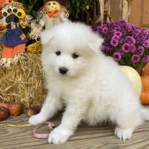 Blossom, Samoyed Puppy