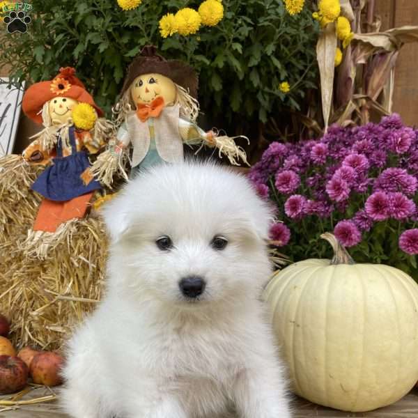 Rain, Samoyed Puppy