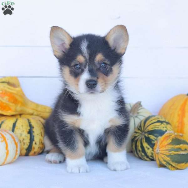 Cash, Pembroke Welsh Corgi Puppy