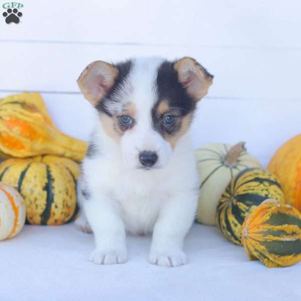 Casey, Pembroke Welsh Corgi Puppy