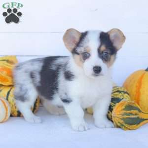 Casey, Pembroke Welsh Corgi Puppy