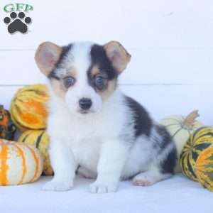 Casey, Pembroke Welsh Corgi Puppy