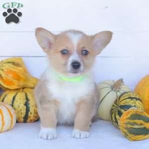 Chance, Pembroke Welsh Corgi Puppy
