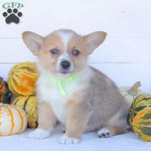 Chance, Pembroke Welsh Corgi Puppy