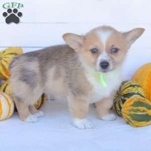 Chance, Pembroke Welsh Corgi Puppy