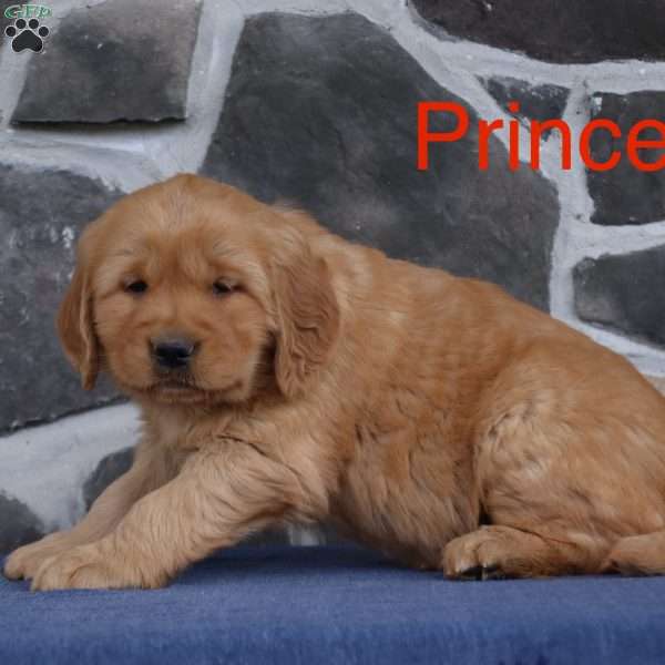Prince, Golden Retriever Puppy