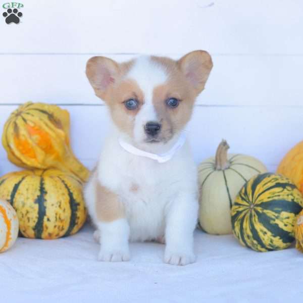 Colby, Pembroke Welsh Corgi Puppy