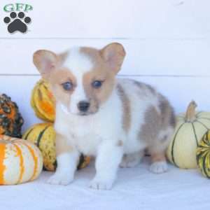 Colby, Pembroke Welsh Corgi Puppy