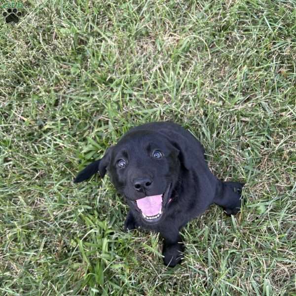 Buttercup, Black Labrador Retriever Puppy
