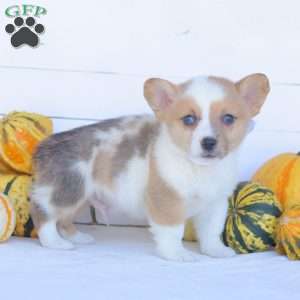 Colby, Pembroke Welsh Corgi Puppy