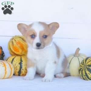 Colby, Pembroke Welsh Corgi Puppy