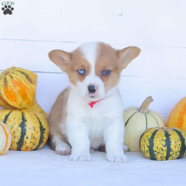Cooper, Pembroke Welsh Corgi Puppy