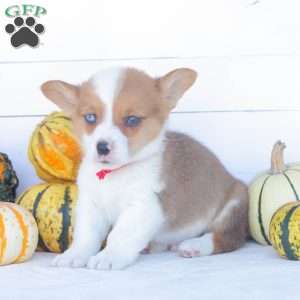 Cooper, Pembroke Welsh Corgi Puppy