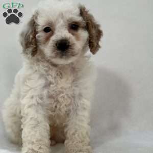 Angel, Cavapoo Puppy