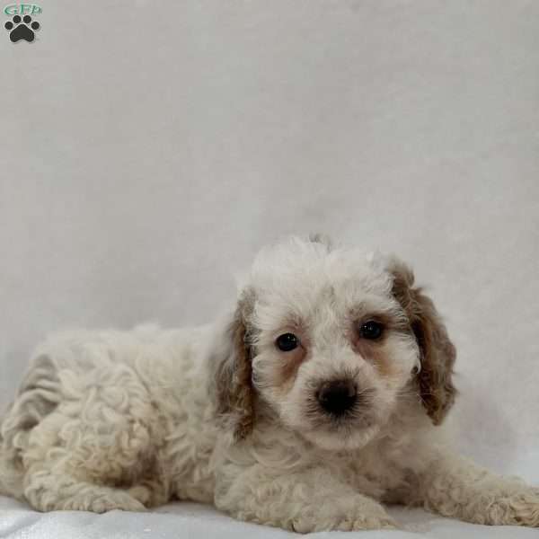 Angel, Cavapoo Puppy