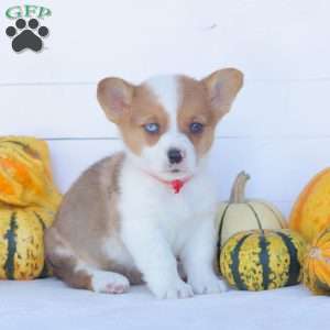 Cooper, Pembroke Welsh Corgi Puppy