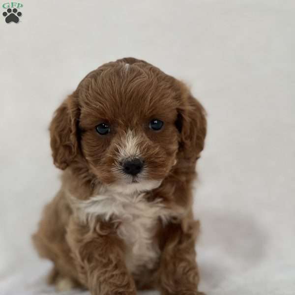 Auburn, Cavapoo Puppy