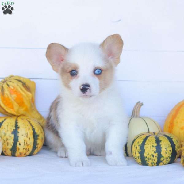 Cruz, Pembroke Welsh Corgi Puppy