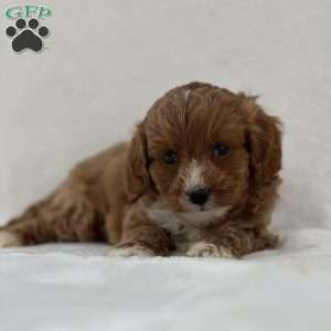 Auburn, Cavapoo Puppy