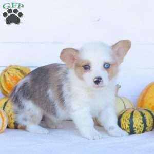 Cruz, Pembroke Welsh Corgi Puppy