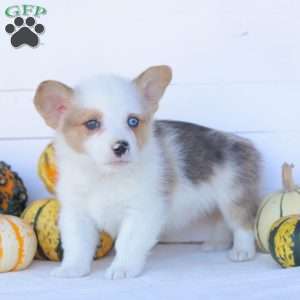 Cruz, Pembroke Welsh Corgi Puppy